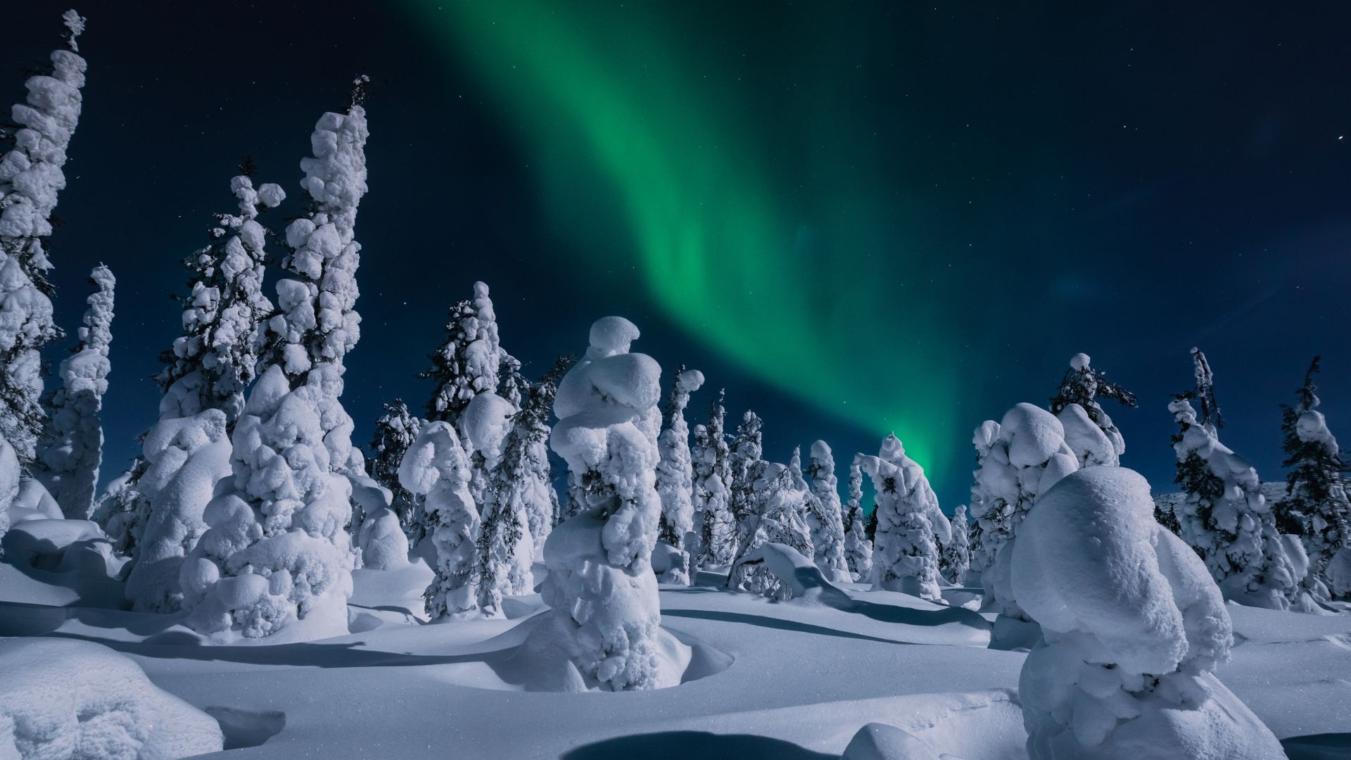 lapponia aurora
